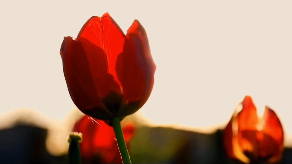 Root Chakra Meditation